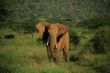 Elephant with ears flapping