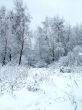 In the winter forest