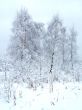 In the winter forest