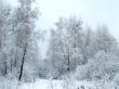 In the winter forest
