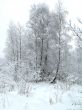In the winter forest