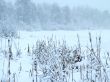 Snowfall in the winter forest
