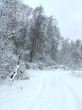 Road in the winter forest