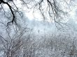 Winter ornament