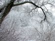 Winter ornament