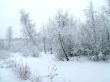 In the winter forest