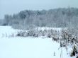 In the winter forest
