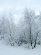 In the winter forest