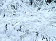 Winter ornament