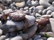 Crabs on the shore