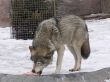 Dinner interruption