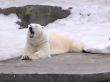 Polar bear