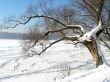 Tree on the shore of the icy lake