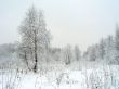 In the winter forest