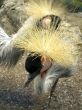 Beautiful bird