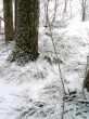 In the winter forest