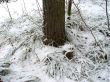 In the winter forest