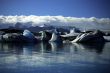 Icebergs and glaciers