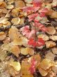 Small mahogany on a fine background from yellow autumn leaves