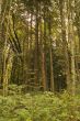 Pine Thicket