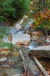 new england forest in autumn