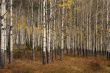 White trunks of aspen