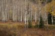 White trunks of aspen