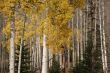 White trunks of aspen