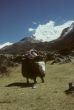 Yak with full load