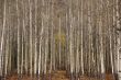 White trunks of aspen