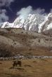 Yak grazing below	Chyungma Pass