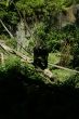 Silverback gorilla