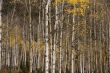 White trunks of aspen