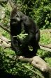 Silverback gorilla