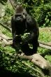 Silverback gorilla