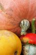 Autumn pumpkin composition