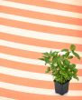basil against retro background