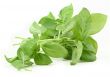 basil leaves