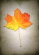 maple leaf against retro background