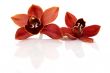 Orchids