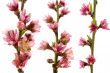 Peach Blossoms