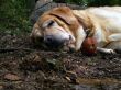 Slipping dog and mushroom