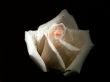 White rose on black background