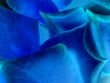 Petals of blue rose
