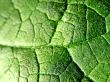 Green leaf