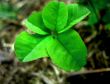 Green five-leaves clover