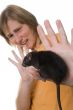 terrible rat