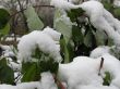 The green leaves  under snow