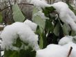 The green leaves in winter