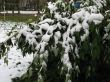 The green bush under snow